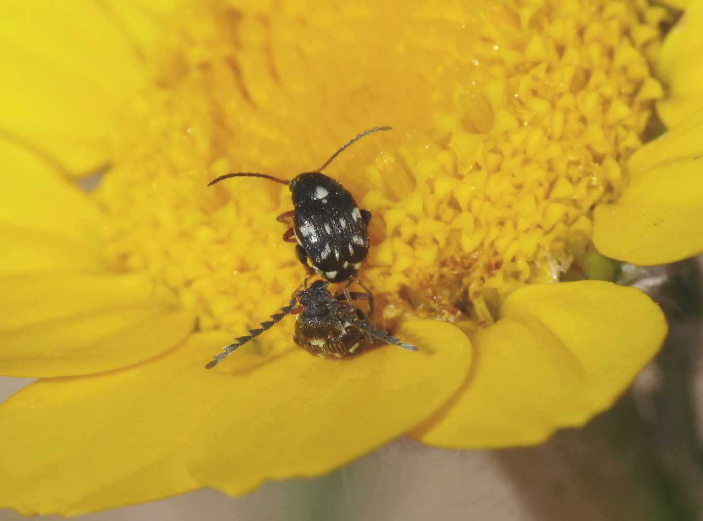 Chrysomelidae Bruchinae